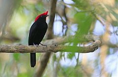 Helmeted Manakin